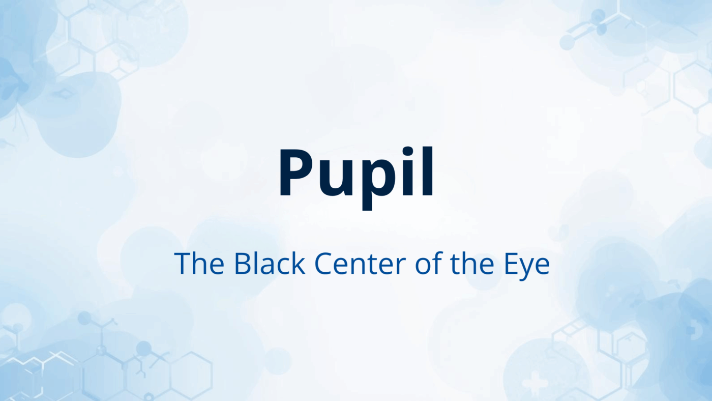 Pupil — the small black circle in the center of your eye