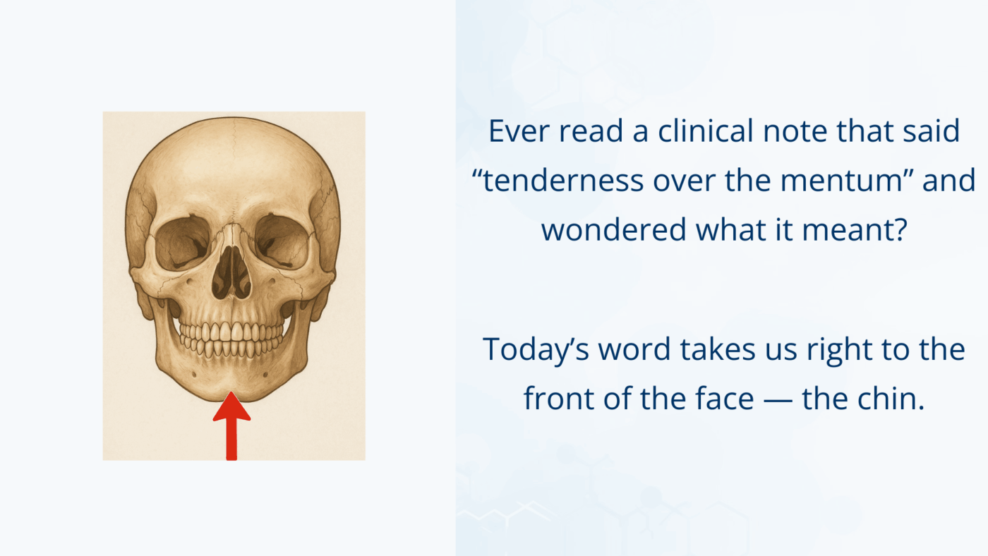 medical illustration of the chin labeled as mentum, showing the front part of the jawline
