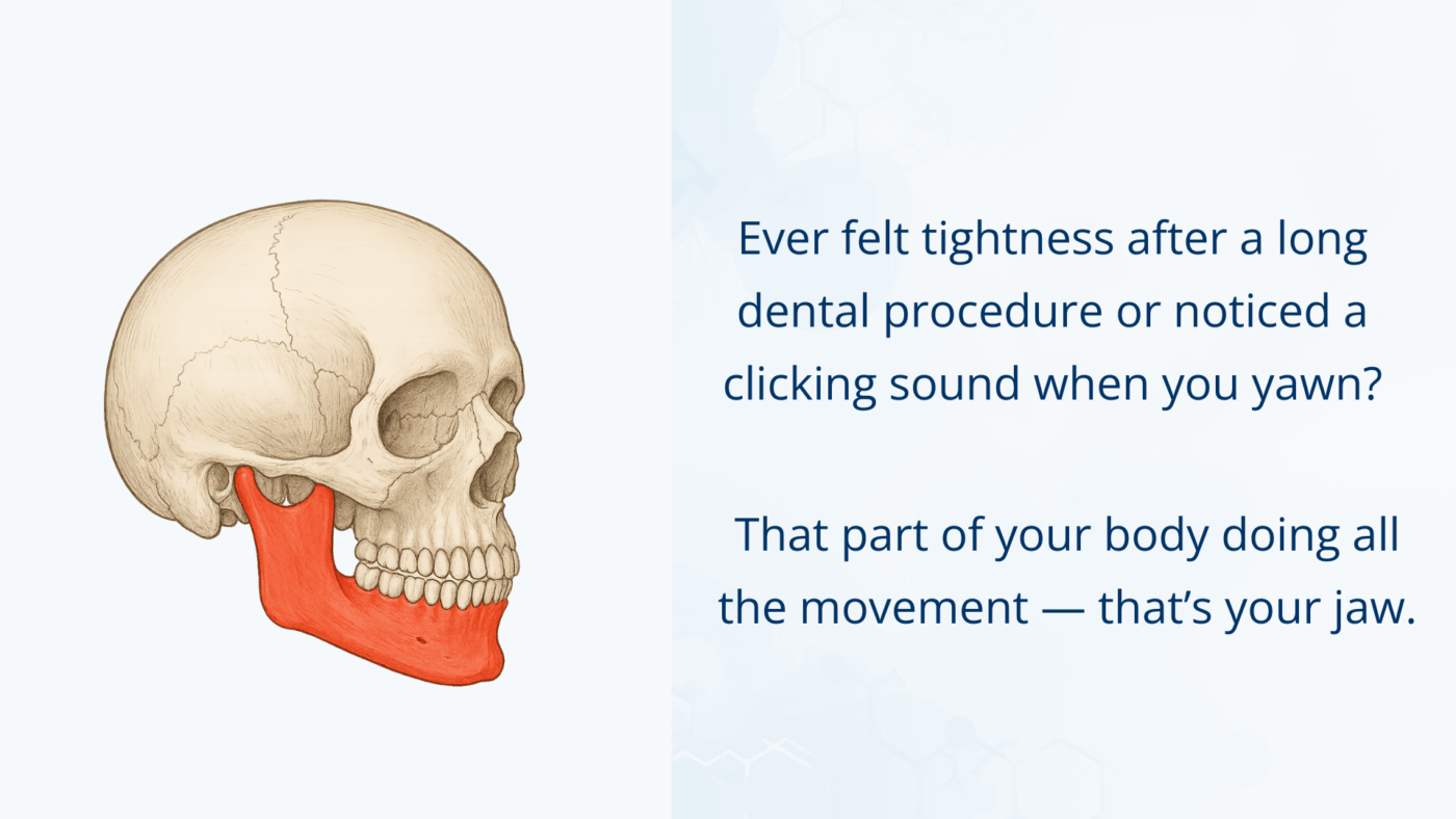 Anatomy illustration of the skull highlighting the mandible in red to show the lower jaw.