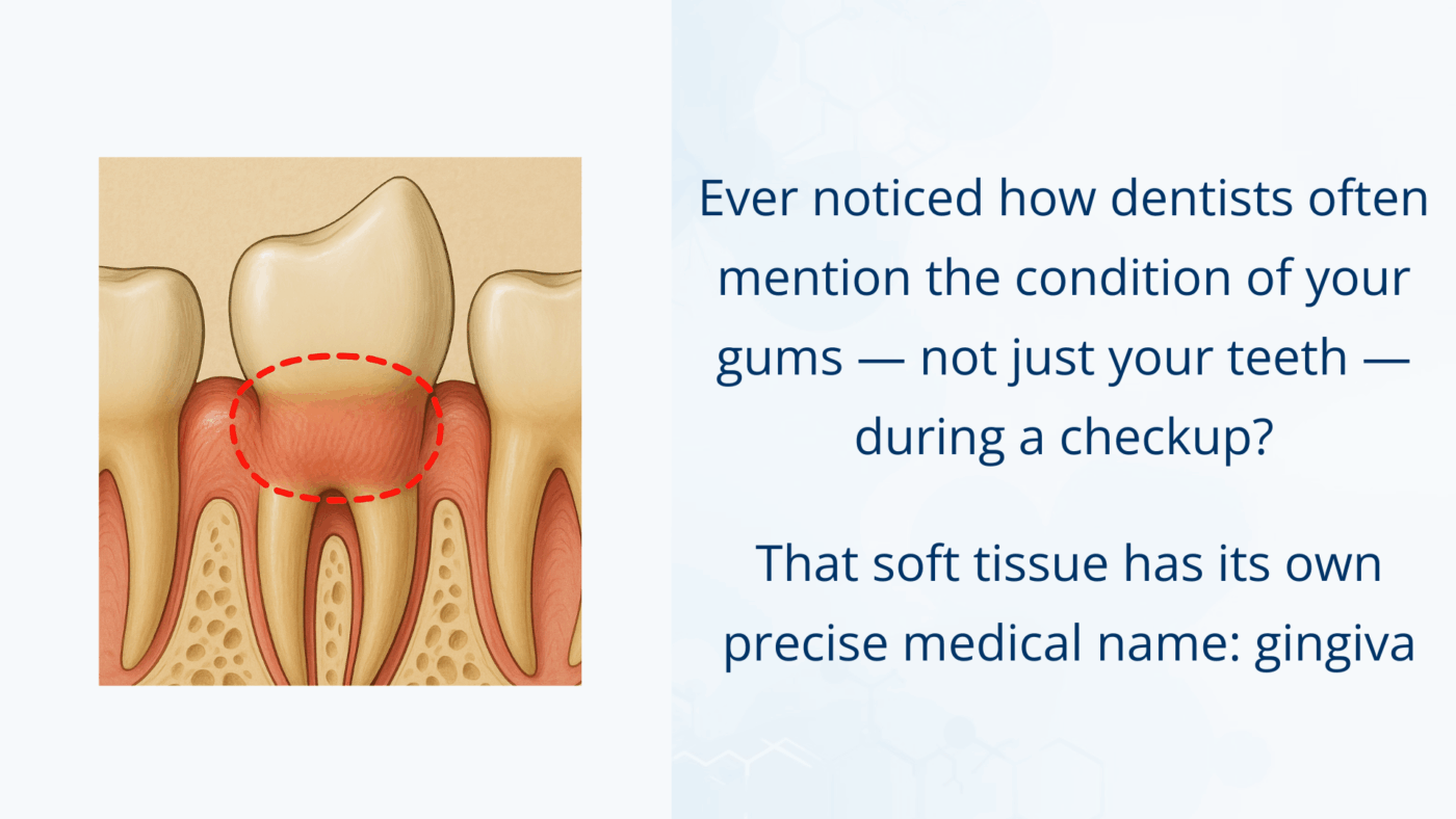 An anatomical illustration showing the gingiva — the soft gum tissue surrounding the teeth and covering the alveolar bone.