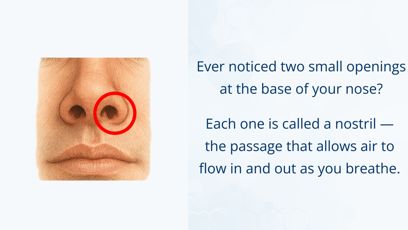 An anatomical illustration showing the nostrils — two small openings at the base of the nose that allow air to flow in and out during breathing. The right nostril is highlighted with a red circle.