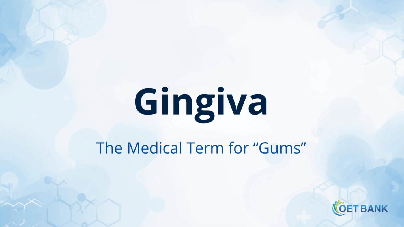 “A clean medical banner with the title ‘Gingiva – The Medical Term for Gums’ on a light blue abstract background.”