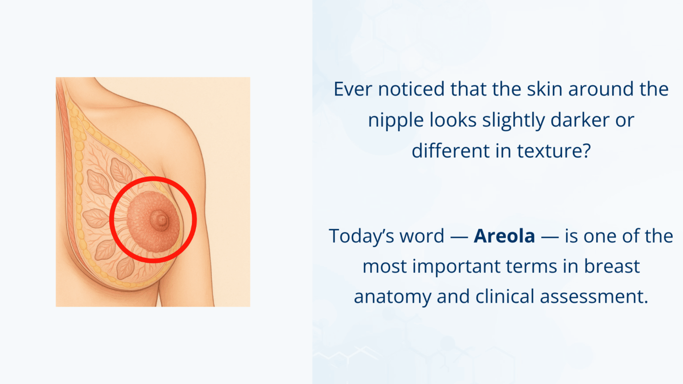 An anatomical illustration showing the areola, the pigmented skin surrounding the nipple.