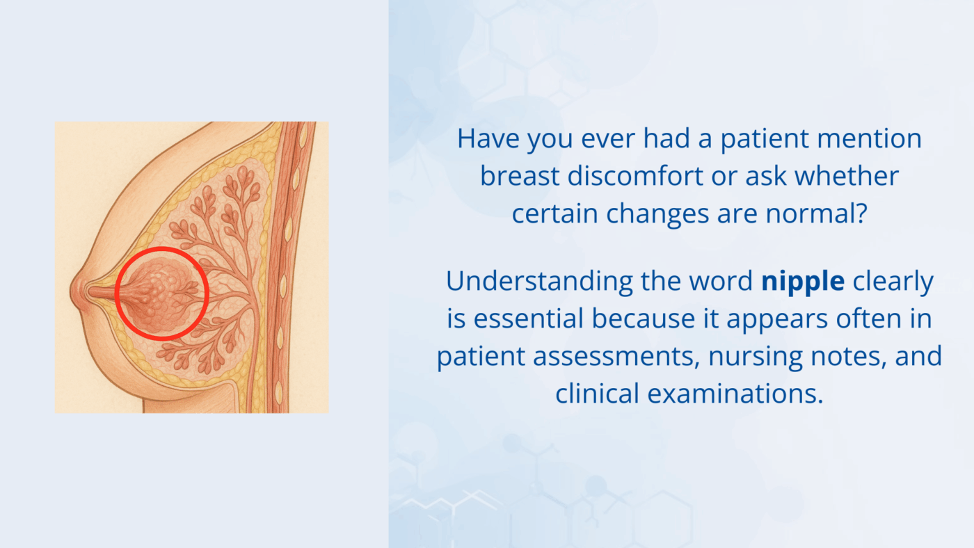 An anatomical illustration showing the nipple and areola on the breast.