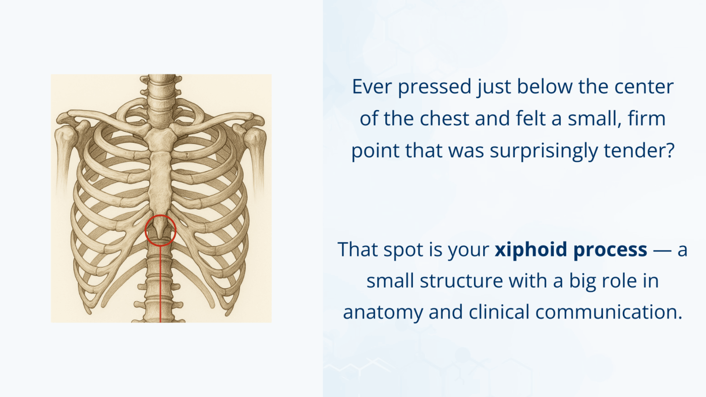Illustration showing the xiphoid process at the lower tip of the sternum