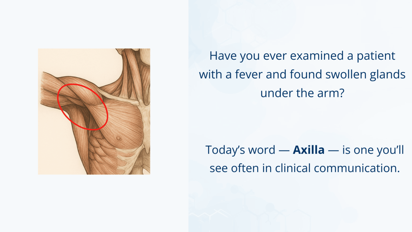 An anatomical illustration highlighting the axilla (armpit) area under the upper arm