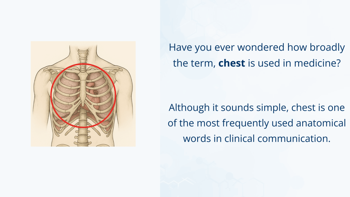 Medical illustration of the chest region
