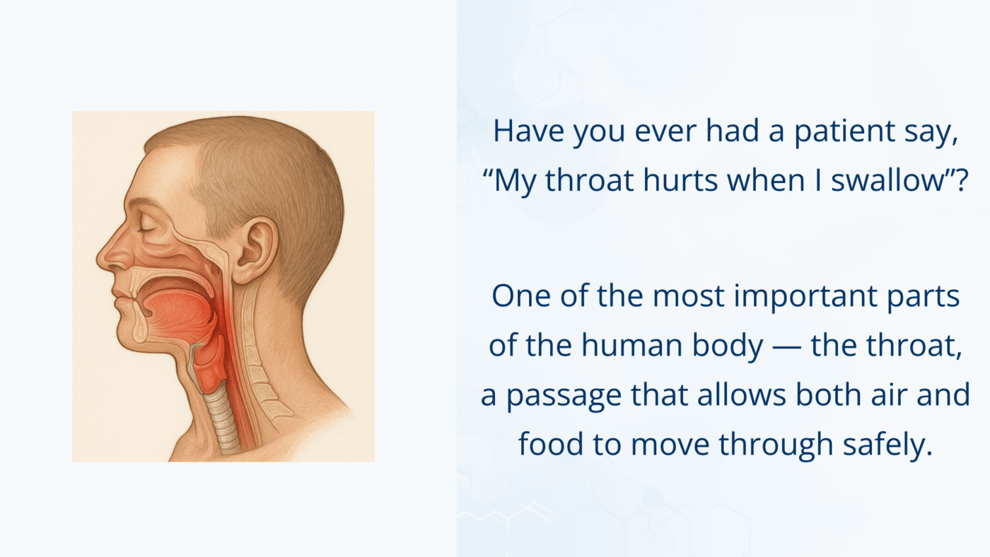 Diagram of the human throat showing pharynx and larynx