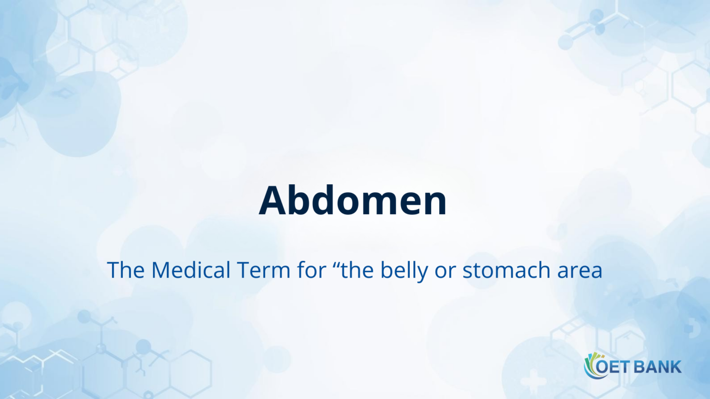 Abdomen – The Medical Term for “the belly or stomach area