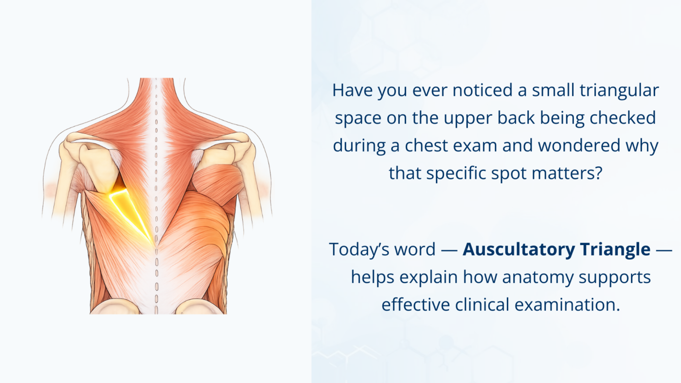 Illustration of the auscultatory triangle on the upper back