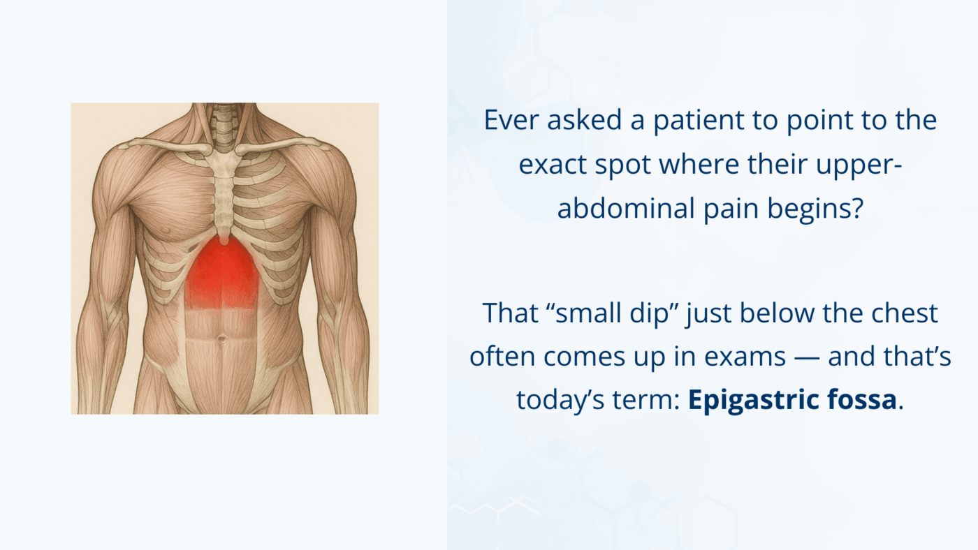 Illustration of the epigastric fossa below the sternum