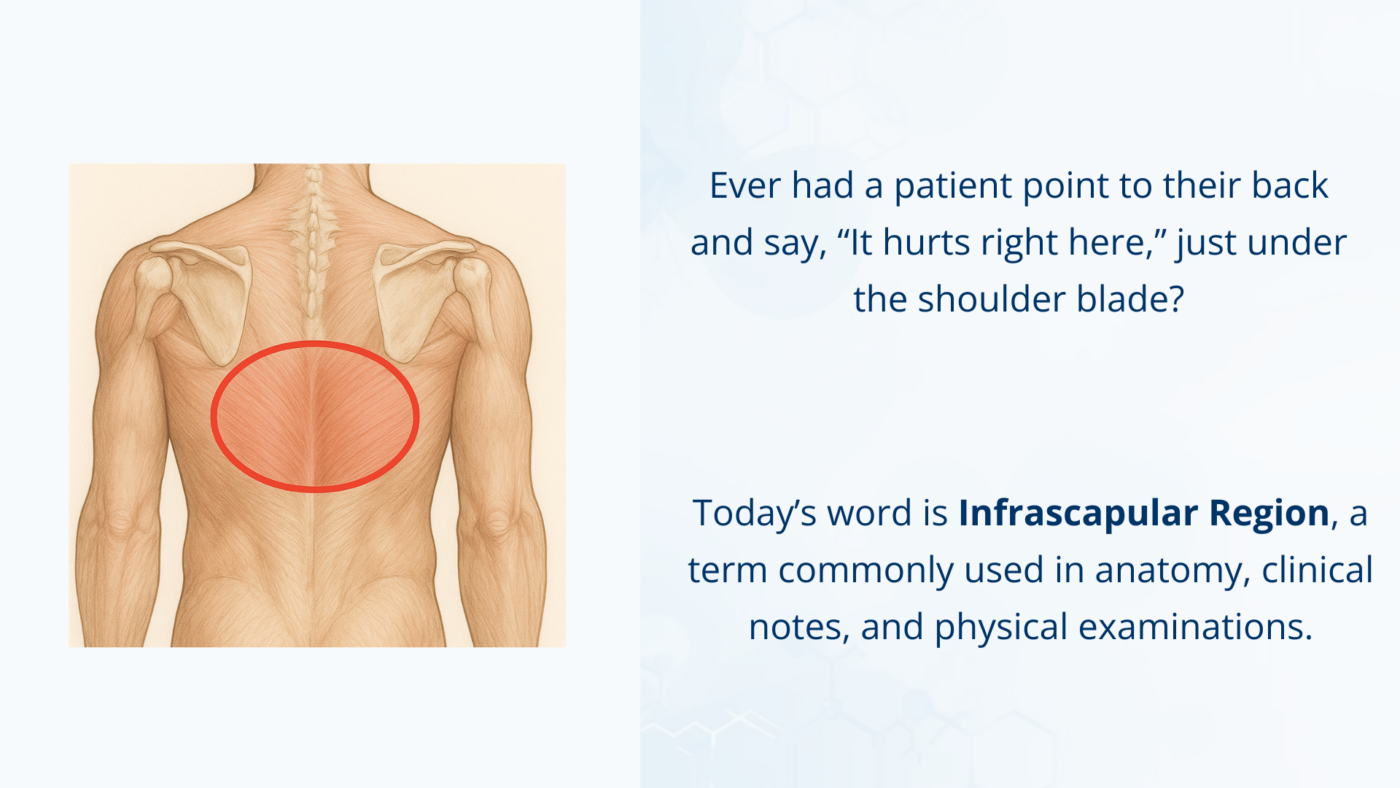 Infrascapular region illustration showing the area below the shoulder blade on the upper back