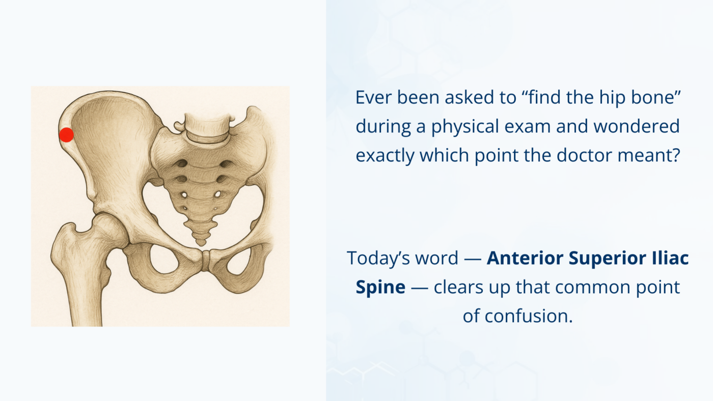 Diagram showing the anterior superior iliac spine, the bony point at the front of the pelvis on both sides of the hip.