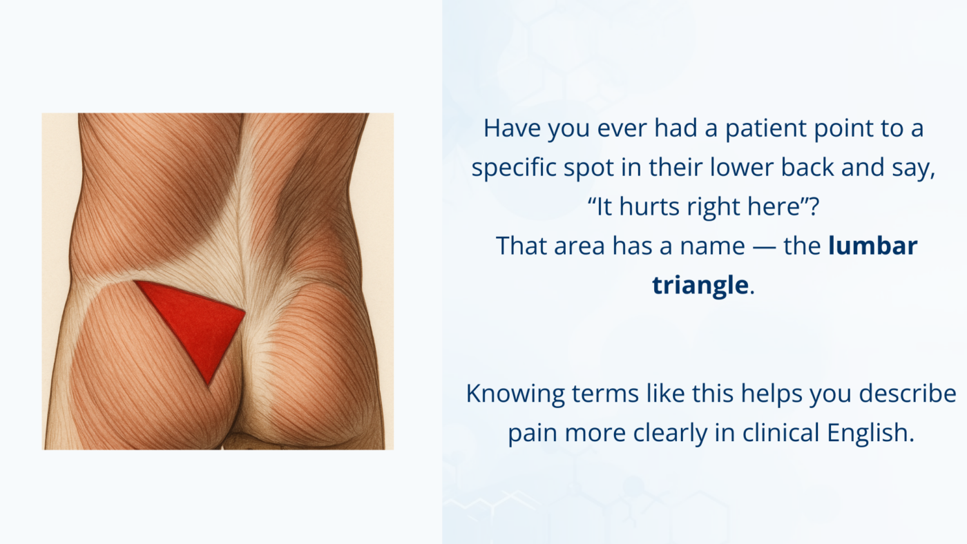 Illustration showing the lumbar triangle, a small triangular area in the lower back