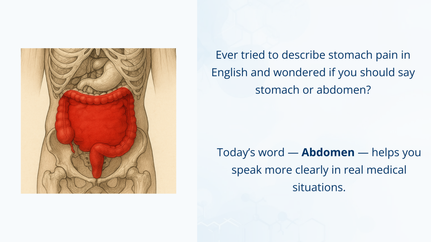 Medical illustration showing the abdomen area between the chest and pelvis, including major internal organs