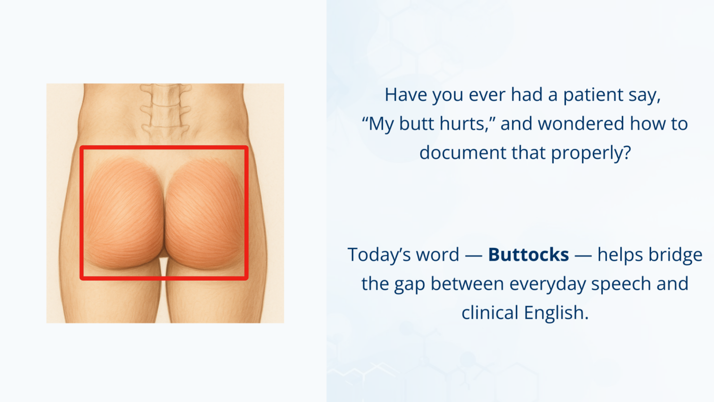 Medical illustration showing the buttocks, highlighting the rounded area at the back of the hips used for sitting.