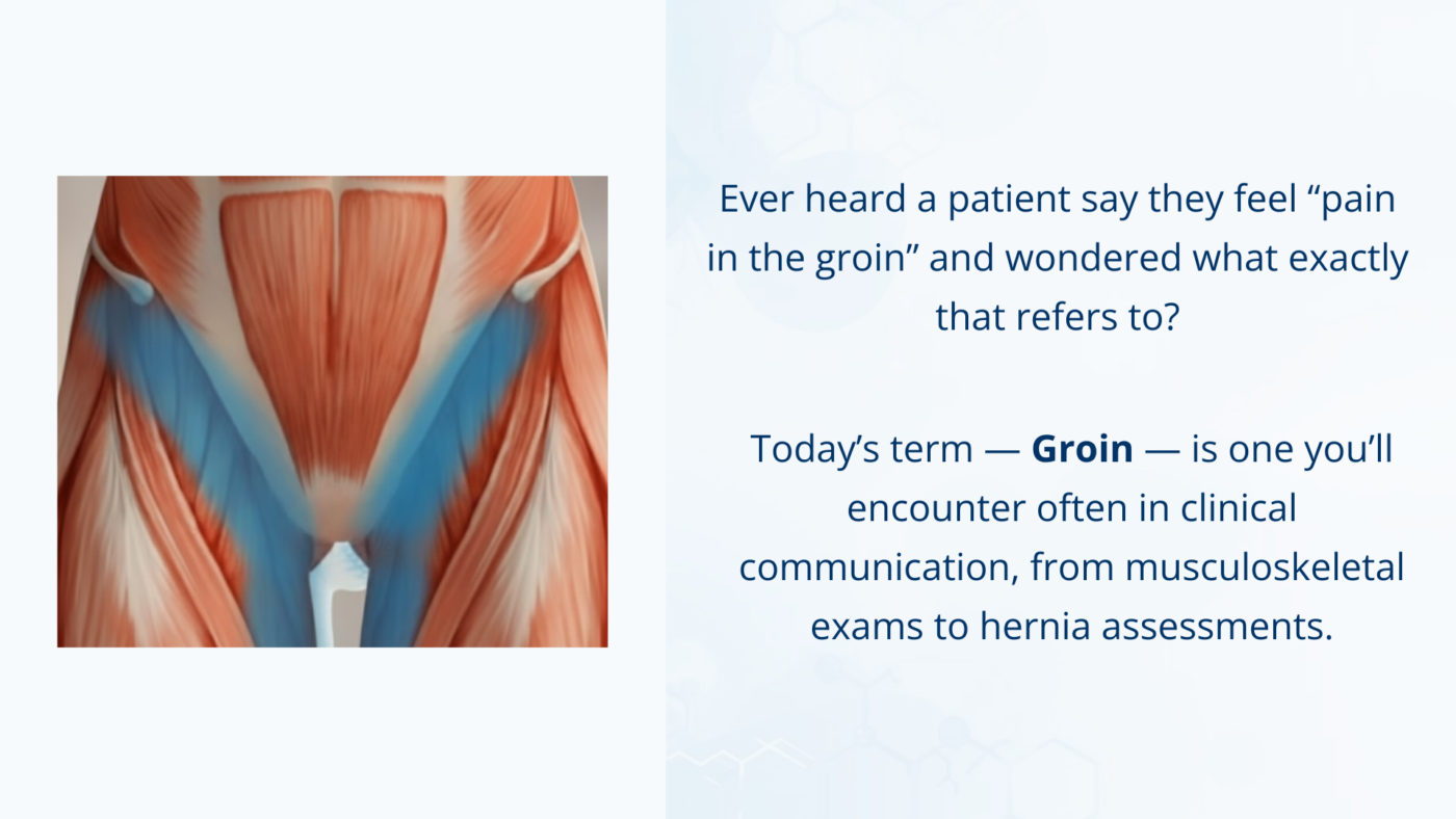 Anatomical illustration of the groin region between abdomen and thigh.