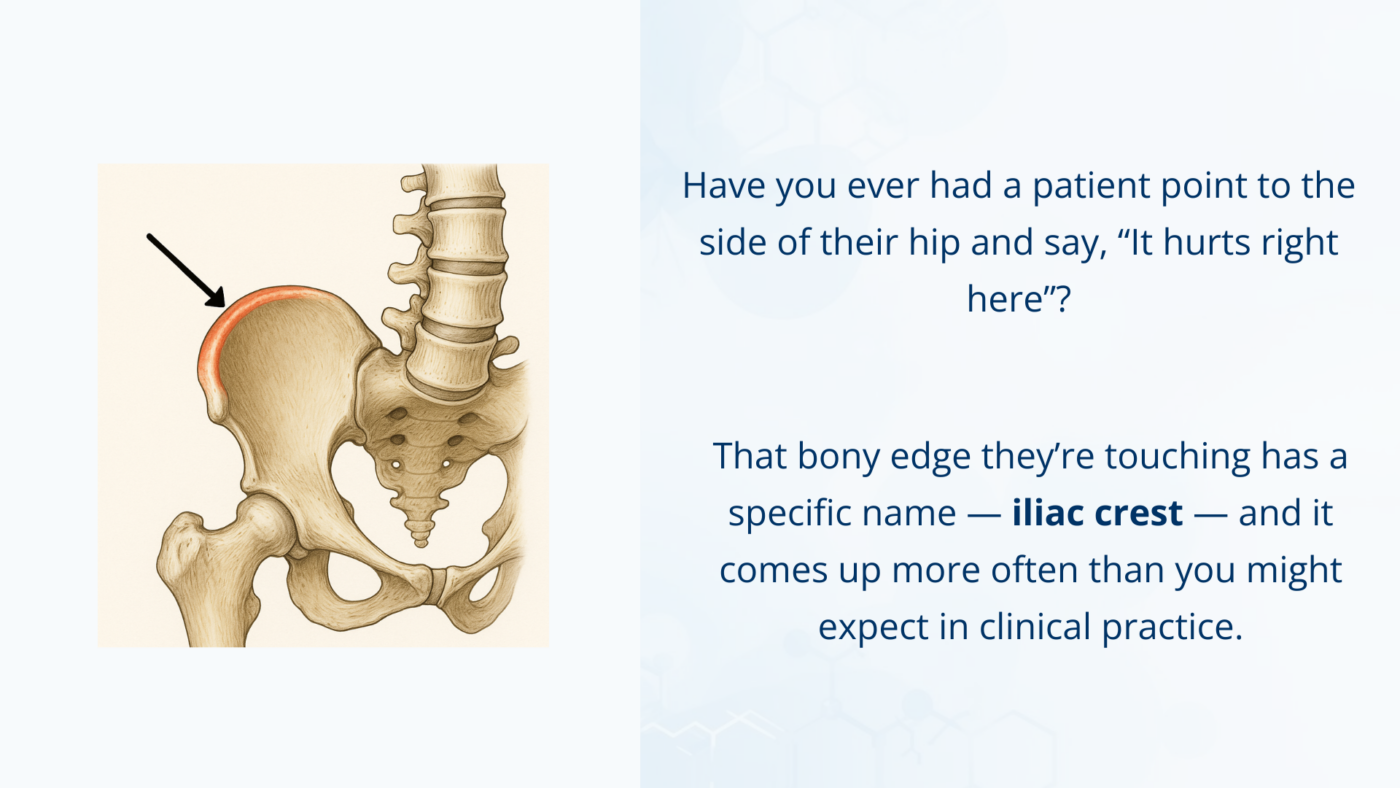 Illustration showing the iliac crest, the upper ridge of the hip bone, highlighted on the pelvis