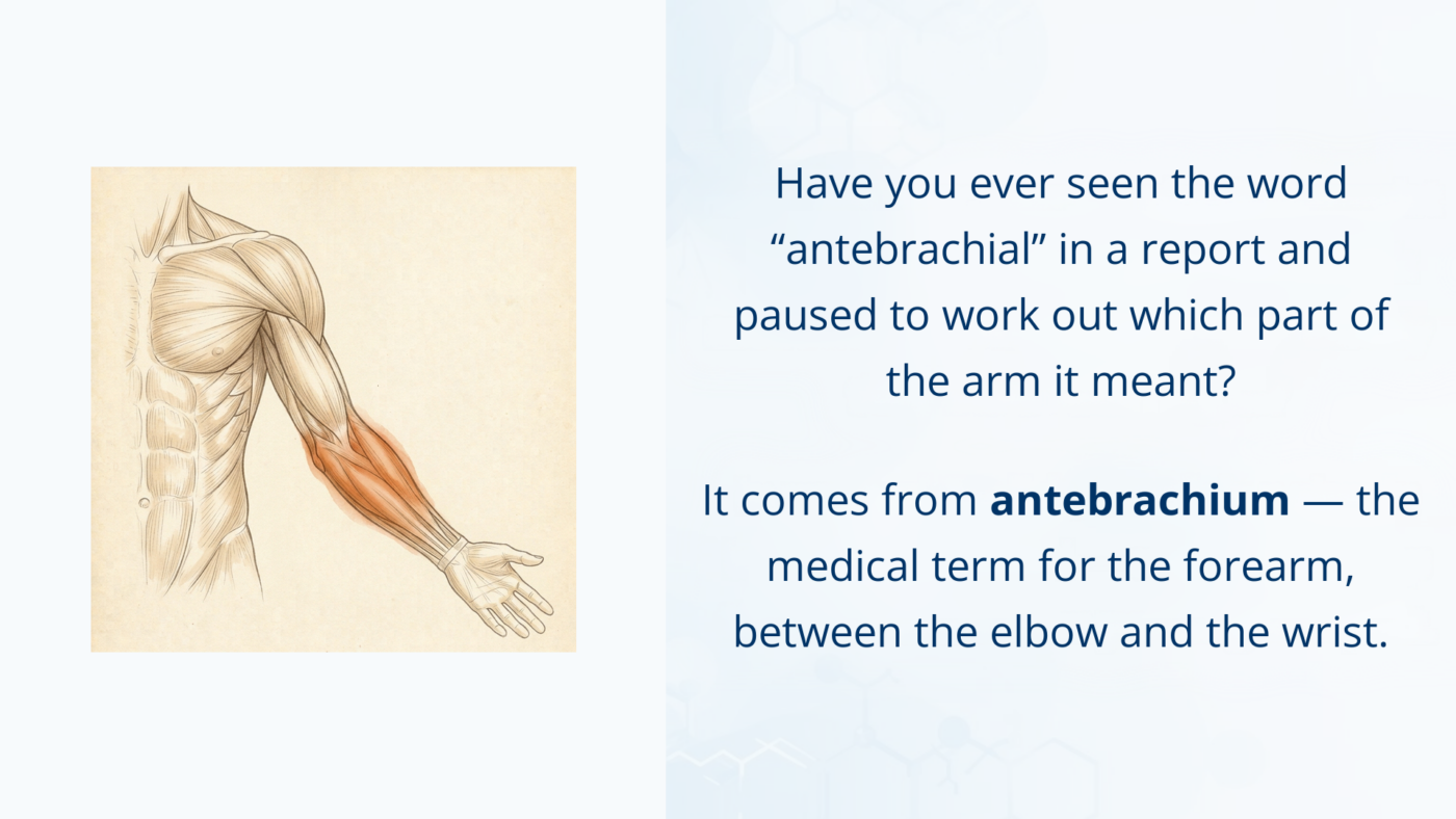 Medical illustration of the arm highlighting the antebrachium, the forearm between the elbow and the wrist.