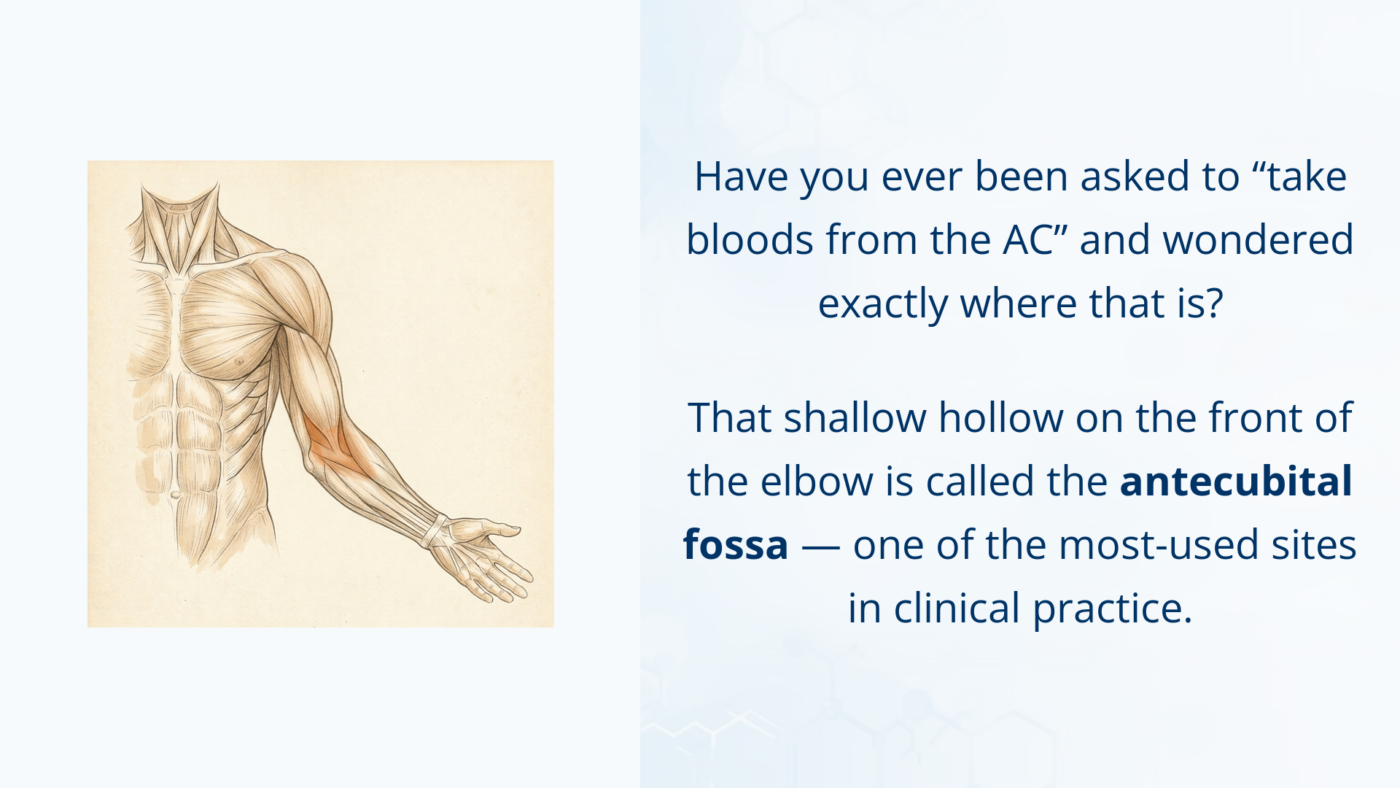 Medical illustration of the arm highlighting the antecubital fossa, the shallow hollow on the front of the elbow.