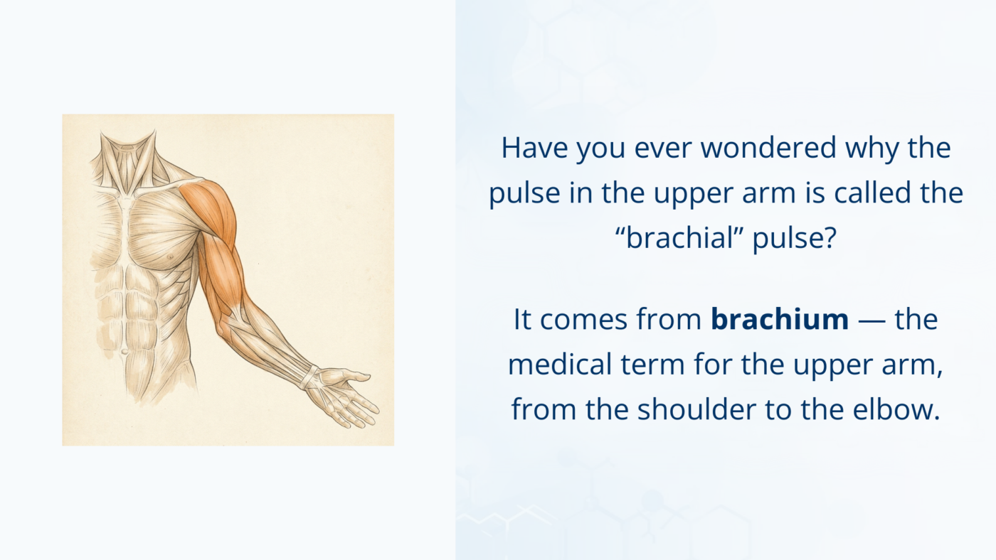 Medical illustration of the arm highlighting the brachium, the upper arm between the shoulder and the elbow.