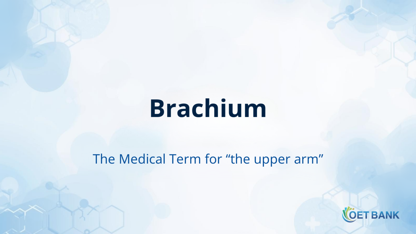 Brachium – The Medical Term for “the upper arm”