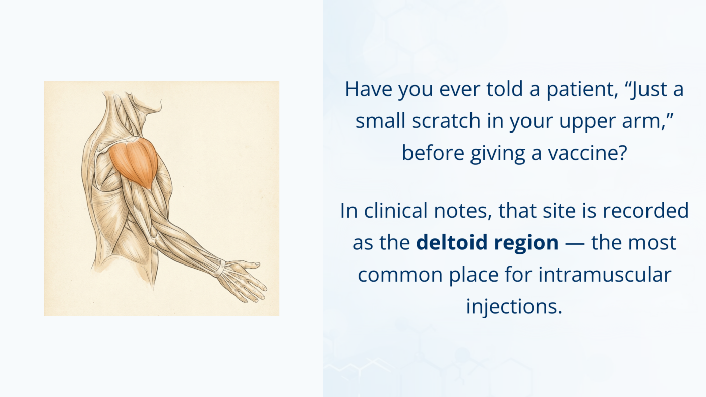 Medical illustration of the shoulder and upper arm highlighting the deltoid region, the rounded muscle over the top and outer side of the shoulder.