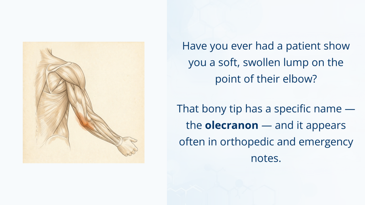 Medical illustration of a bent elbow from behind, highlighting the olecranon, the bony point of the elbow.