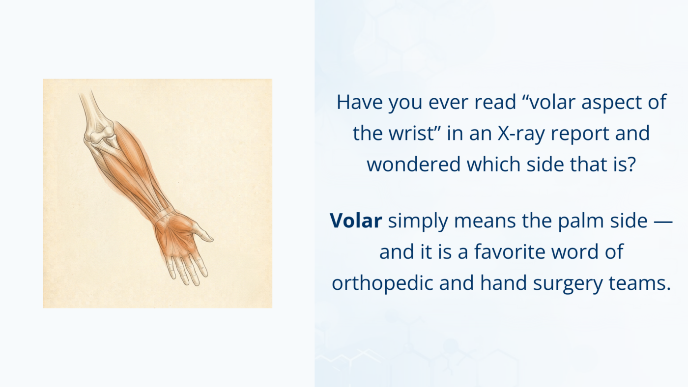 Medical illustration of the forearm and hand with the palm facing forward, highlighting the volar surface on the palm side.